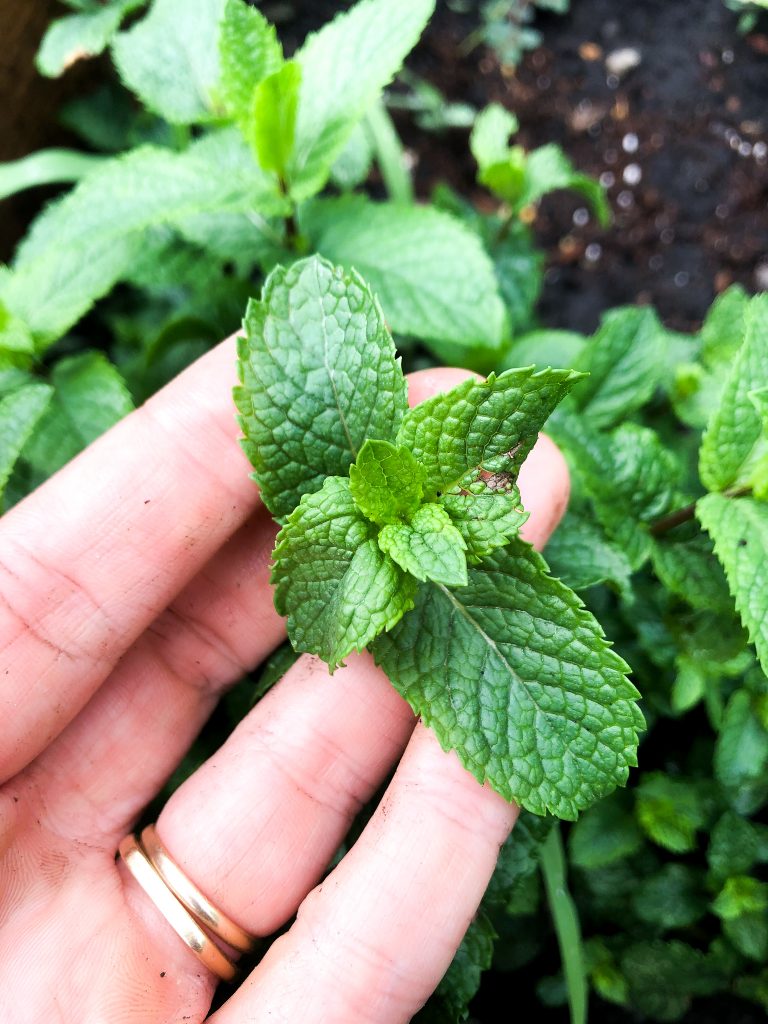 hand holding mint leaves for strawberry and mint herb salad in an herb garden