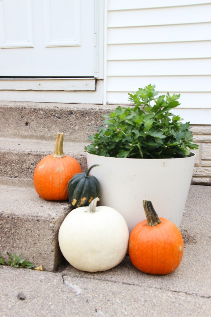 potted mum plant with white, orange and green pumpkins surrounding it, next to front steps